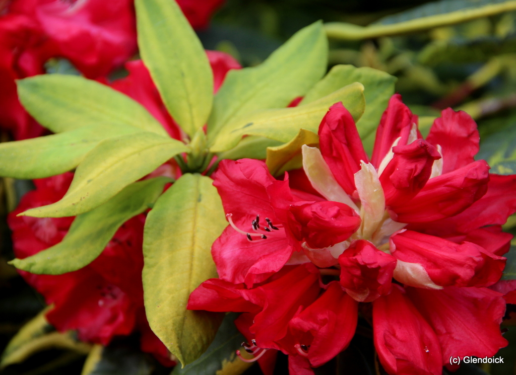 ALL GOLD Rhododendron Rhododendron Larger Hybrids