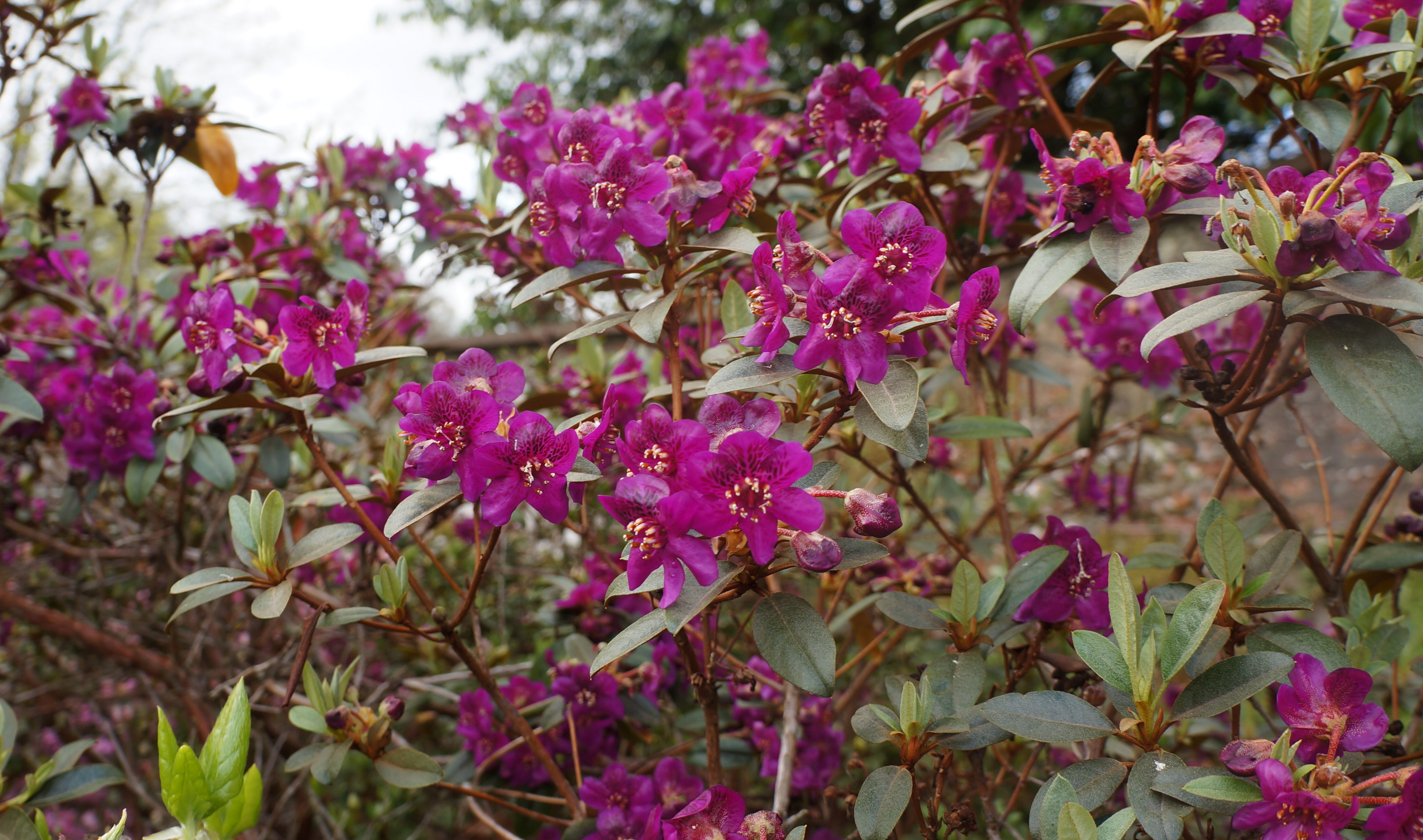 BAILEYI RSF Rhododendron Rhododendron Dwarf Species and Hybrids