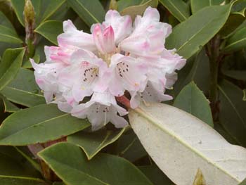 BALANGENSE Rhododendron Larger Species Rhododendrons