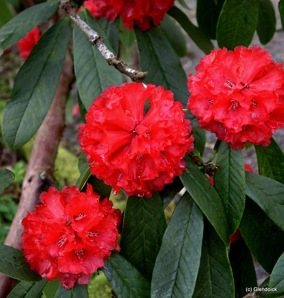 BARBATUM Rhododendron Larger Species Rhododendrons