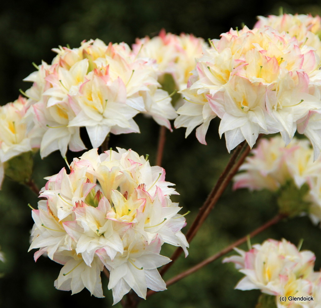 BEN CRUACHAN (2003/2B) cream Azalea Deciduous Azalea