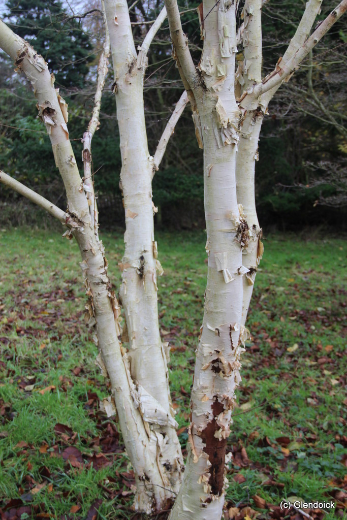 Betula utilis Jacquemontii 0 Trees & shrubs