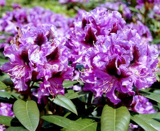 BLAUJUNGS Rhododendron Rhododendron Larger Hybrids
