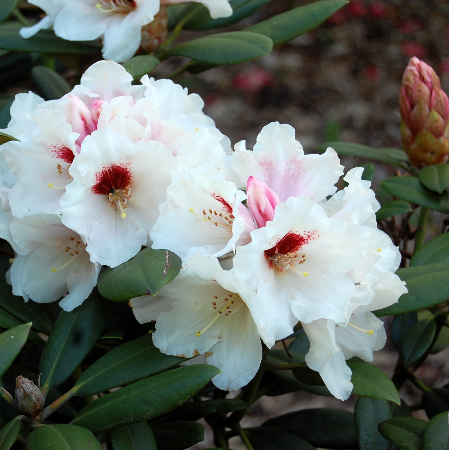 BOHLKENS SNOWFIRE (Yak) Rhododendron Rhododendron medium growing hybrids