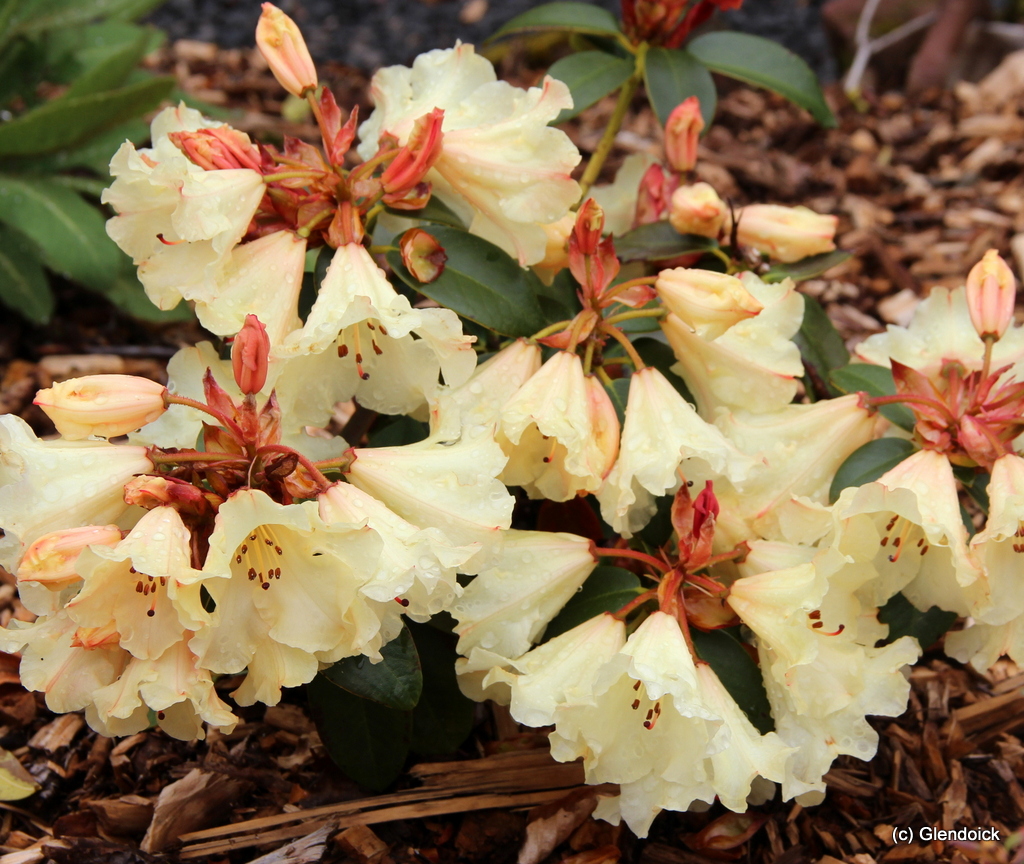 BOWJINGLES (WIL) Rhododendron Rhododendron medium growing hybrids