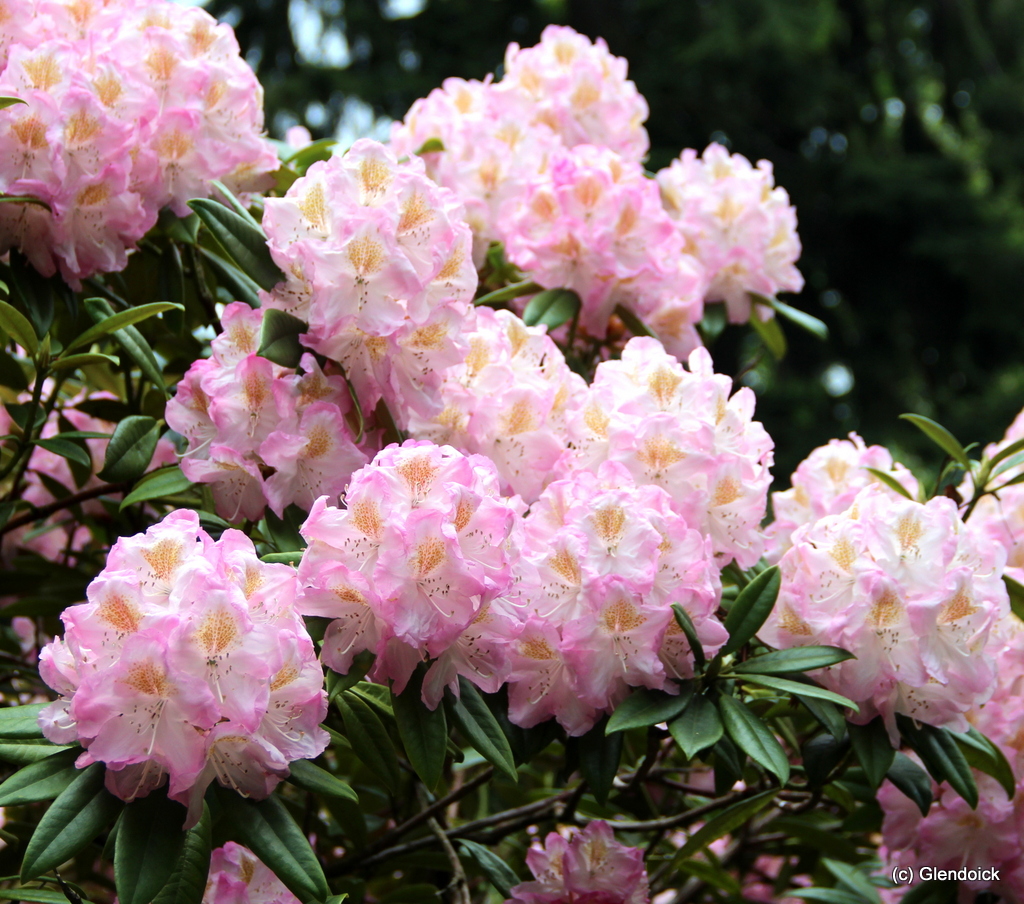 BRIGITTE Rhododendron Rhododendron Larger Hybrids