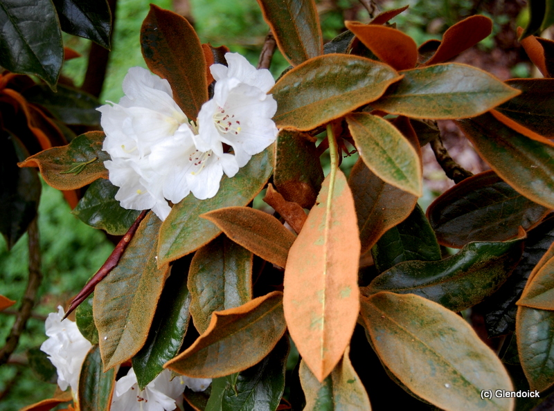 BUREAVII Rhododendron Larger Species Rhododendrons