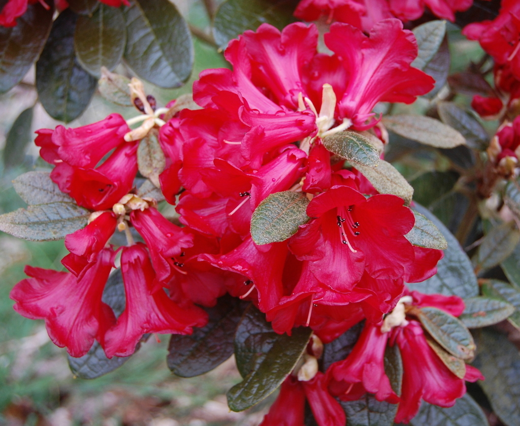 BEANIANUM or PIERCEI APA 60 Rhododendron Larger Species Rhododendrons