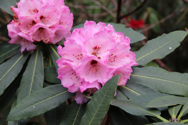 BEESIANUM CW Rhododendron Larger Species Rhododendrons