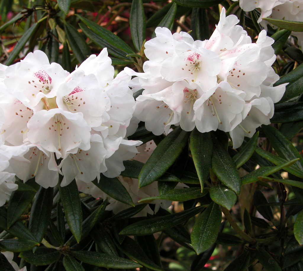 BLEWBURY Rhododendron Rhododendron medium growing hybrids