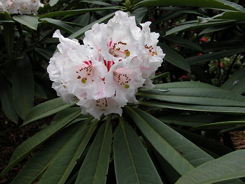CALOPHYTUM  specimen 2m Rhododendron 