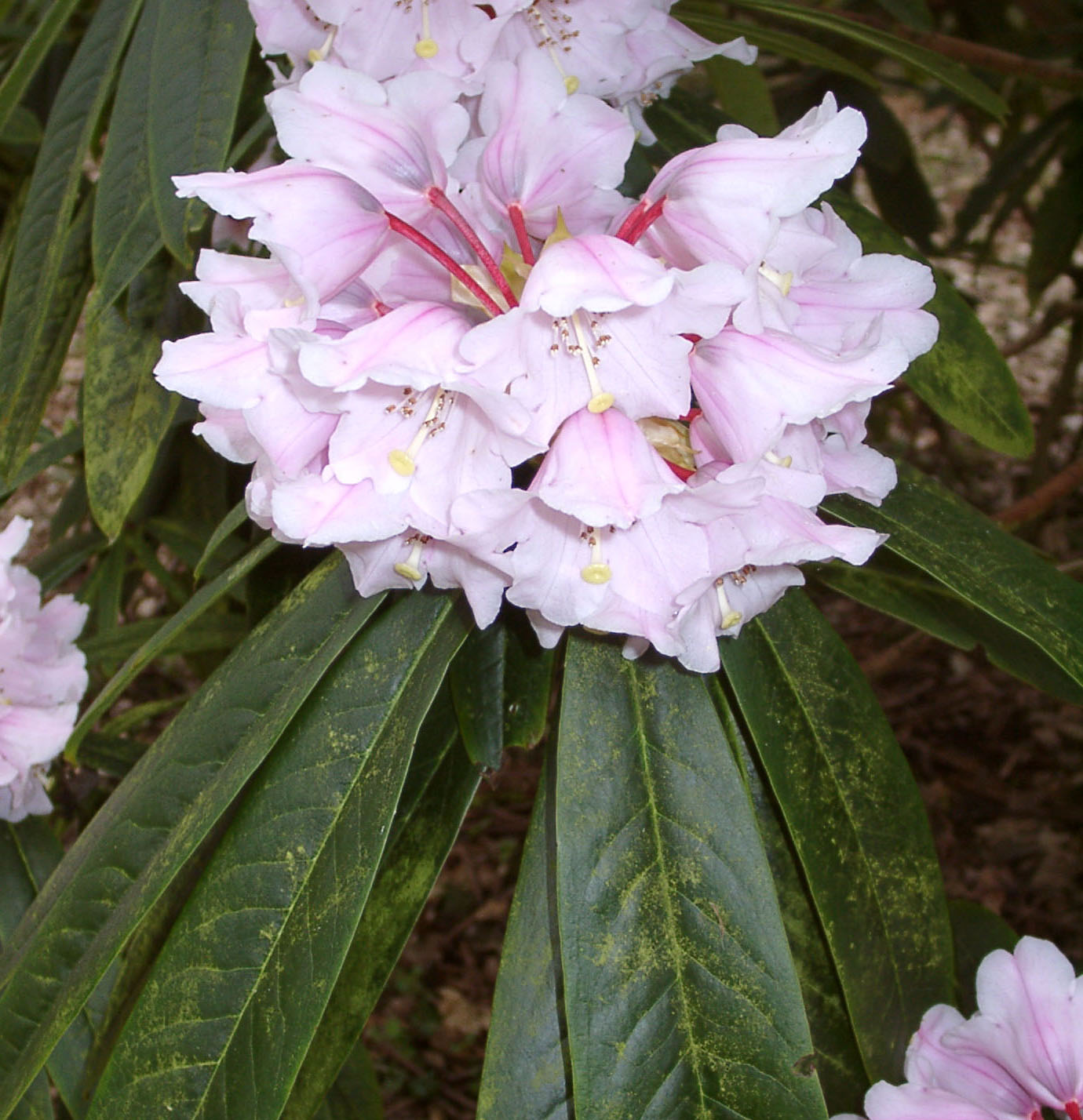 CALOPHYTUM Rhododendron Larger Species Rhododendrons