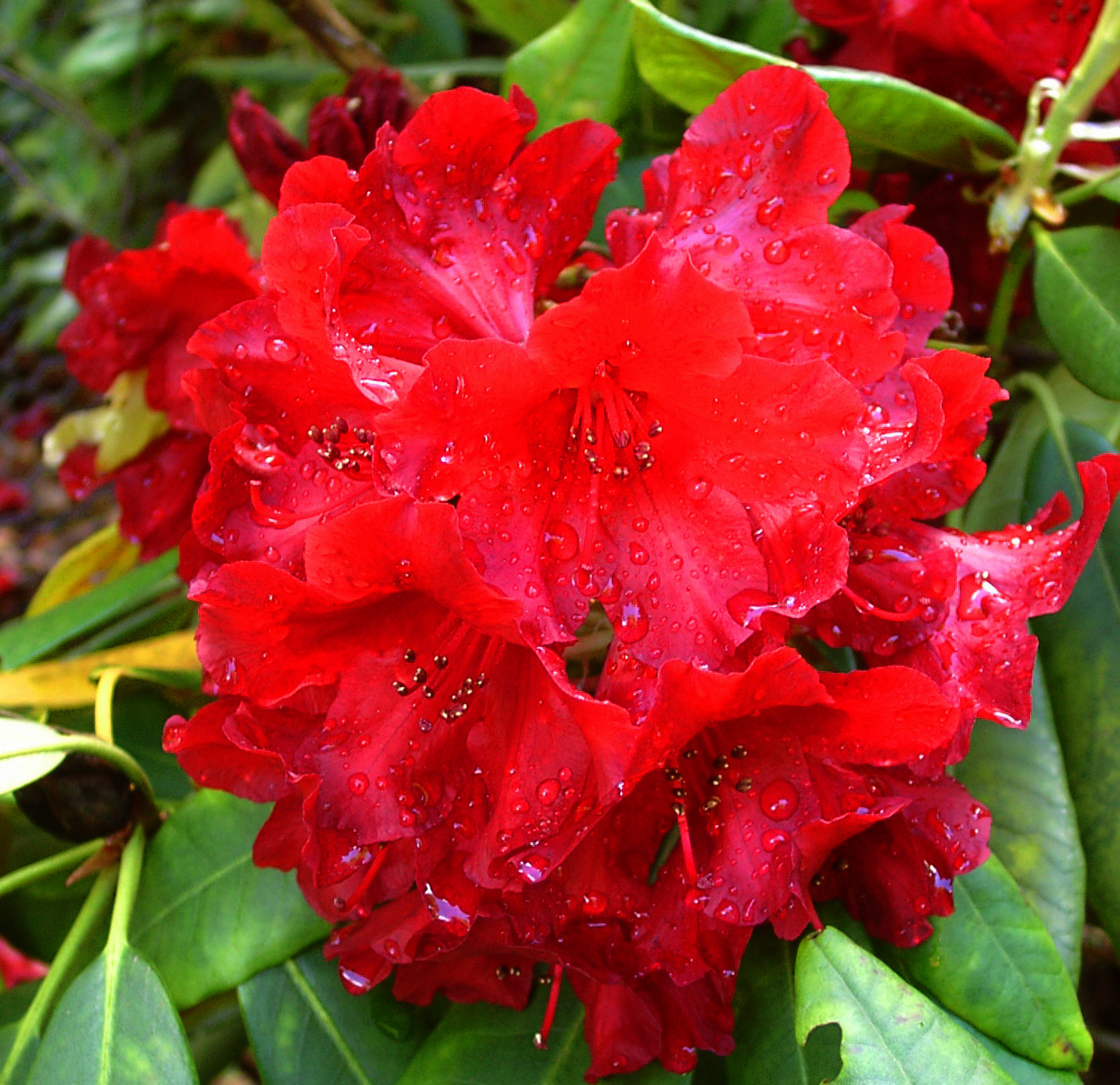 CAPTAIN JACK Rhododendron Rhododendron Larger Hybrids