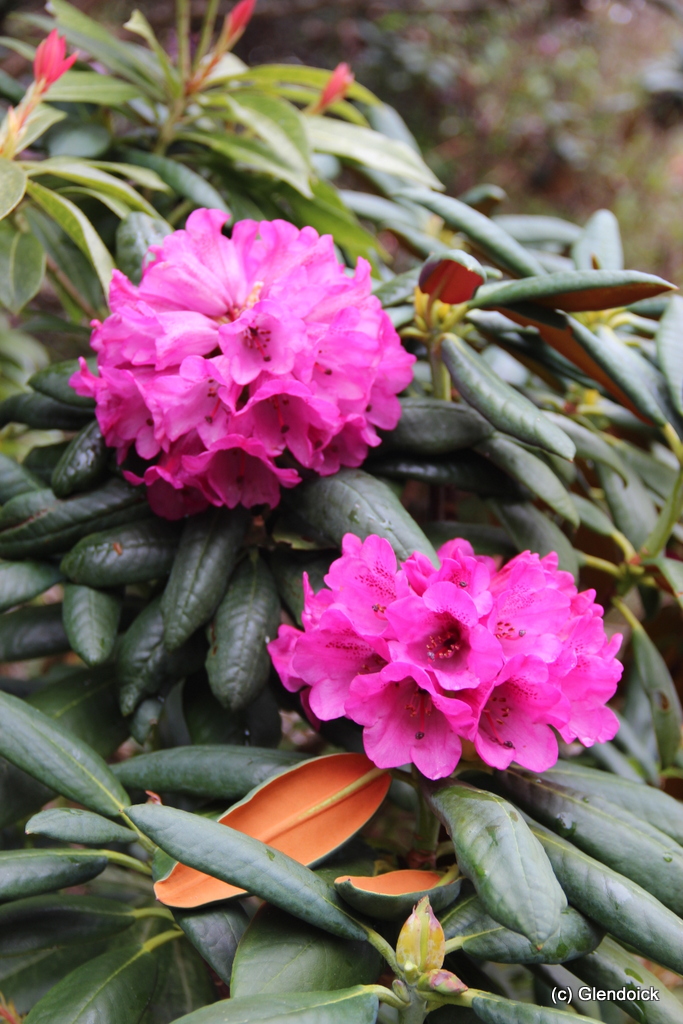 CAMPANULATUM ssp. AERUGINOSUM  Glendoick sel. Rhododendron Larger Species Rhododendrons
