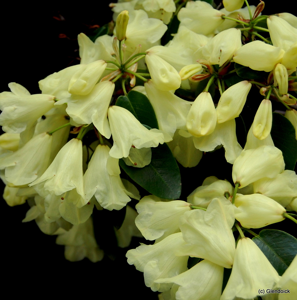 CAMPYLOCARPUM HP 0 Larger Species Rhododendrons