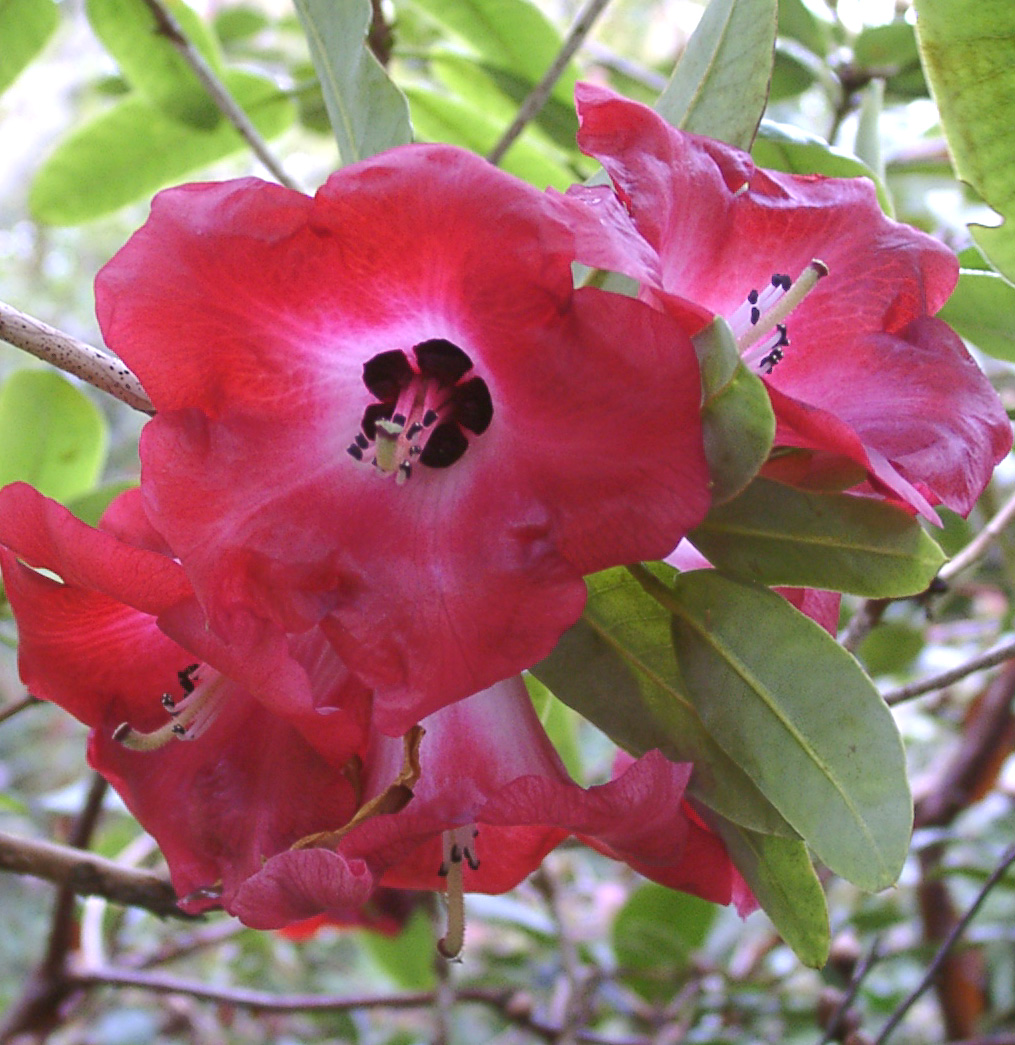 CERASINUM Coals of Fire Rhododendron Larger Species Rhododendrons
