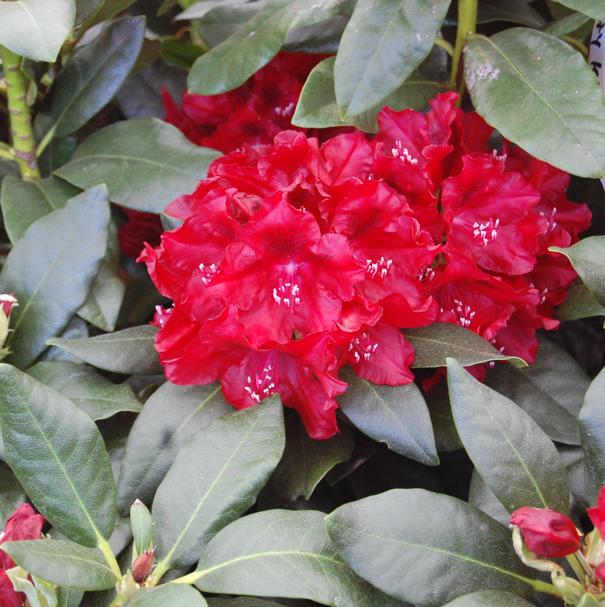 CHERRY KISS Rhododendron Rhododendron Larger Hybrids