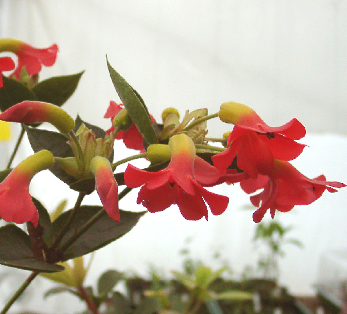 CHRISTI Sandham 686 VIREYA RHODODENDRONS FOR INDOORS Vireya Rhododendrons for indoors