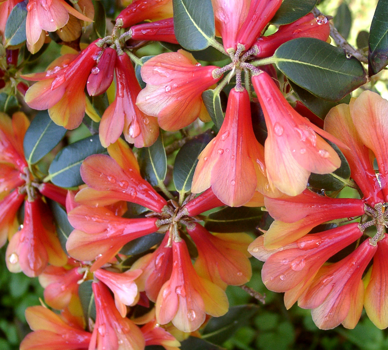 CINNABARINUM APA 047 BLANDFORDIIFLORUM Rhododendron Rhododendron Triflora Cinnabarina