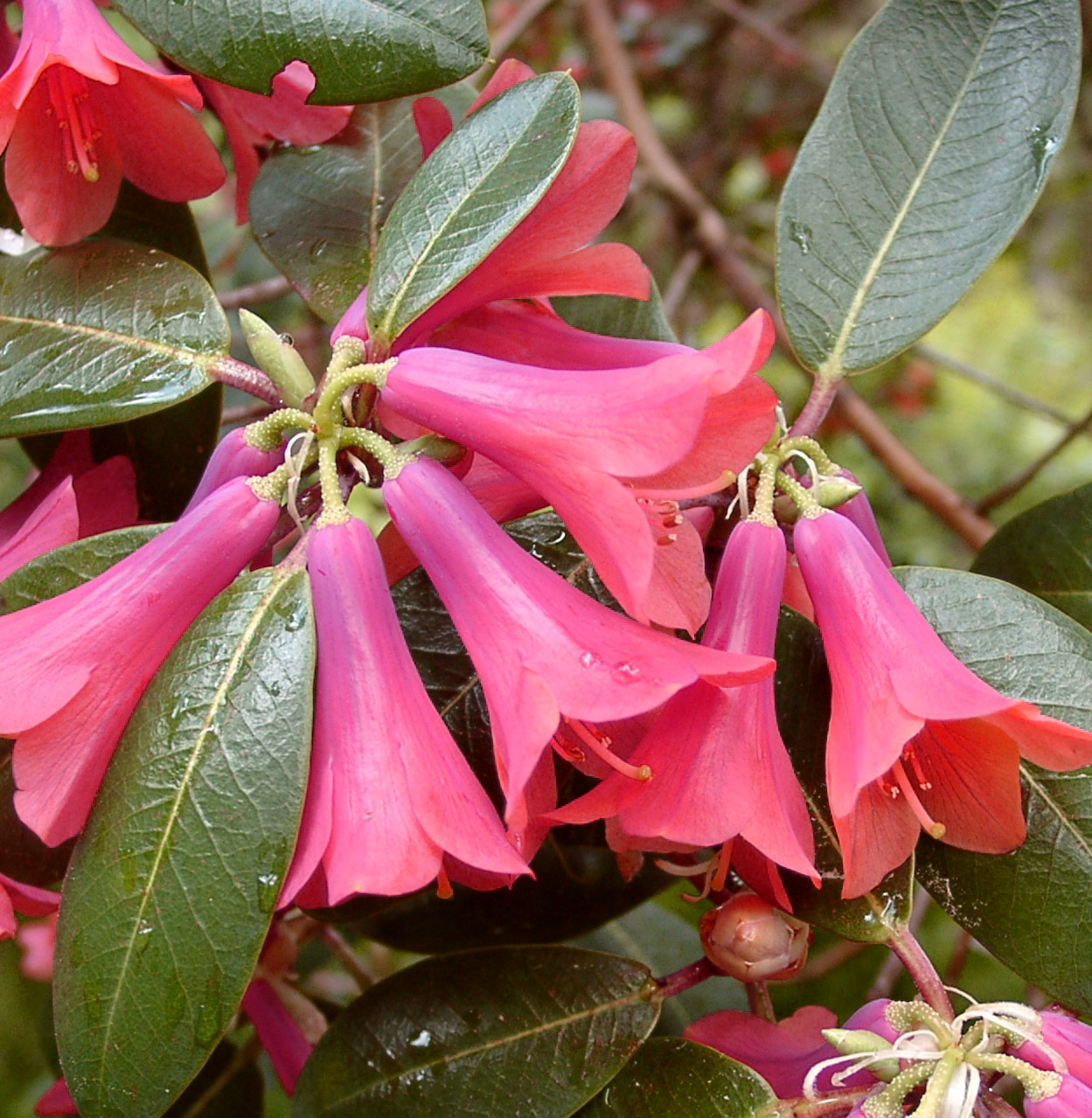 CINNABARINUM ROYLEI Gp. Select Rhododendron Rhododendron Triflora Cinnabarina