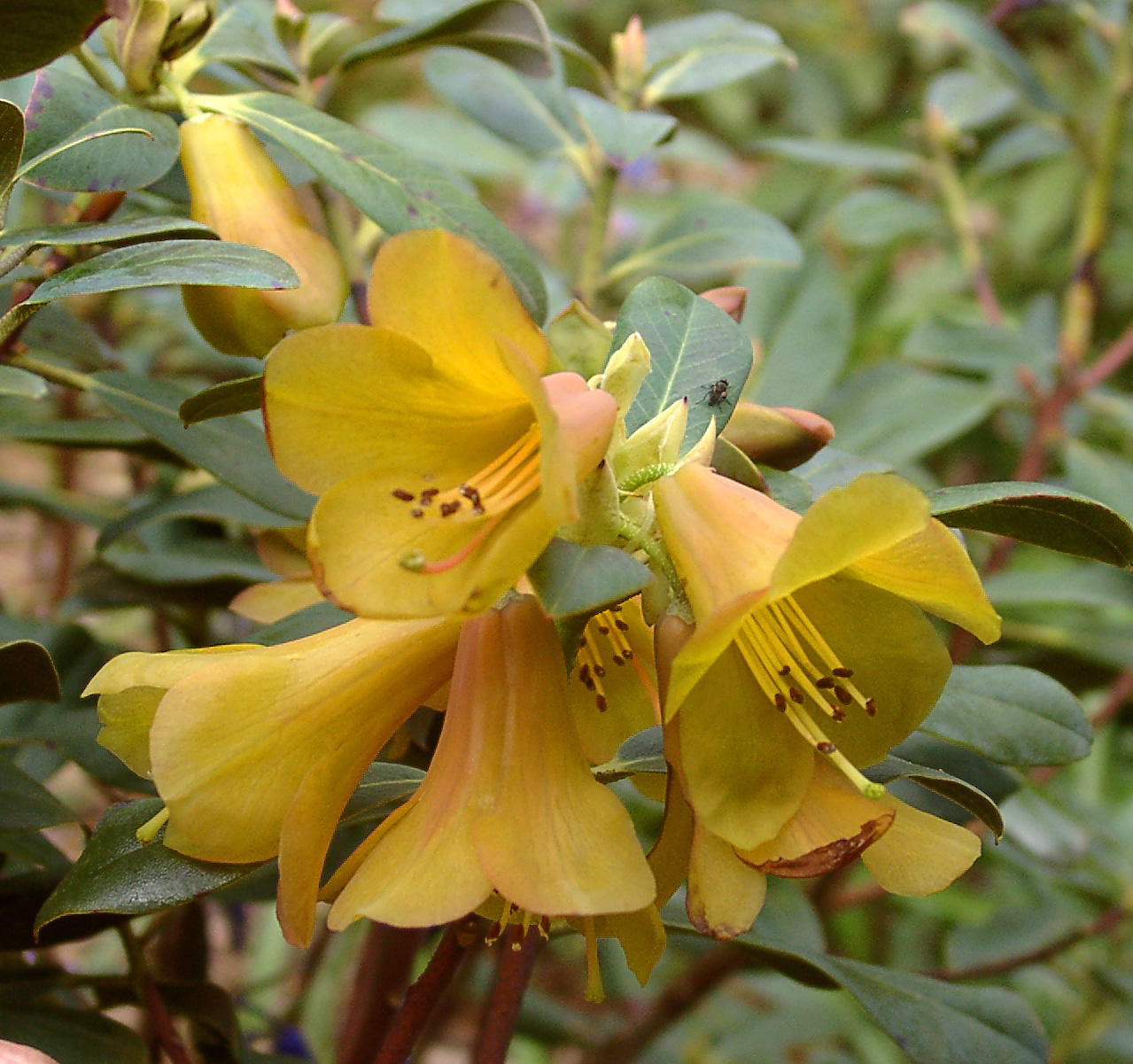 CINNABARINUM XAN. CONCATENANS Gp. Rhododendron Rhododendron Triflora Cinnabarina