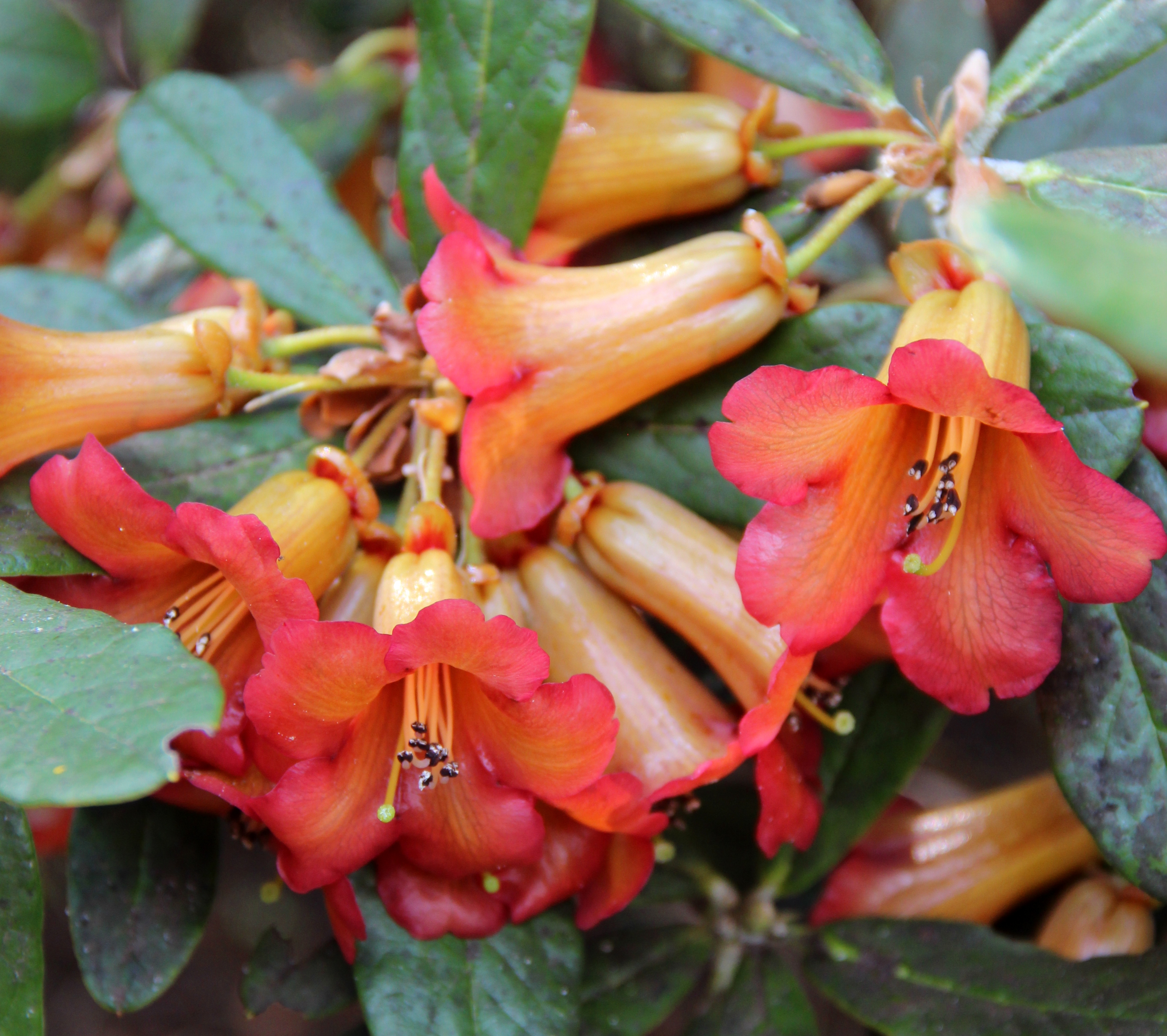 CITRINIFLORUM var. HORAEUM ORANGE NEW Rhododendron Larger Species Rhododendrons