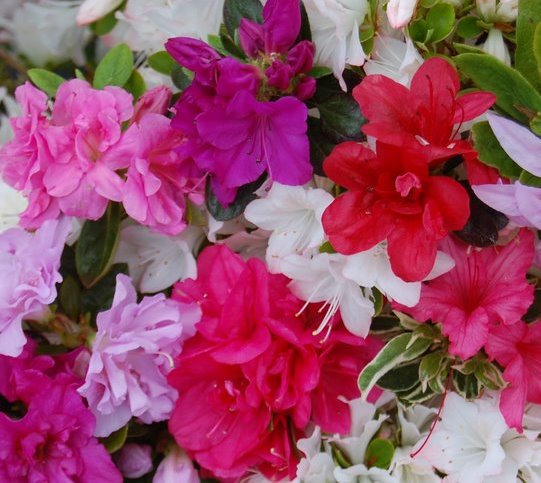 COLLECTION EVERGREEN AZALEA (50) collection Azalea Special Offers & Collections & gift vouchers