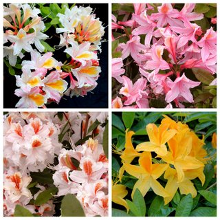 COLLECTION DECIDUOUS AZALEA SCENTED (20) collection SAVE 30% Gift collections (Ideal for Christmas  Birthdays) Special Offers & Collections & gift vouchers