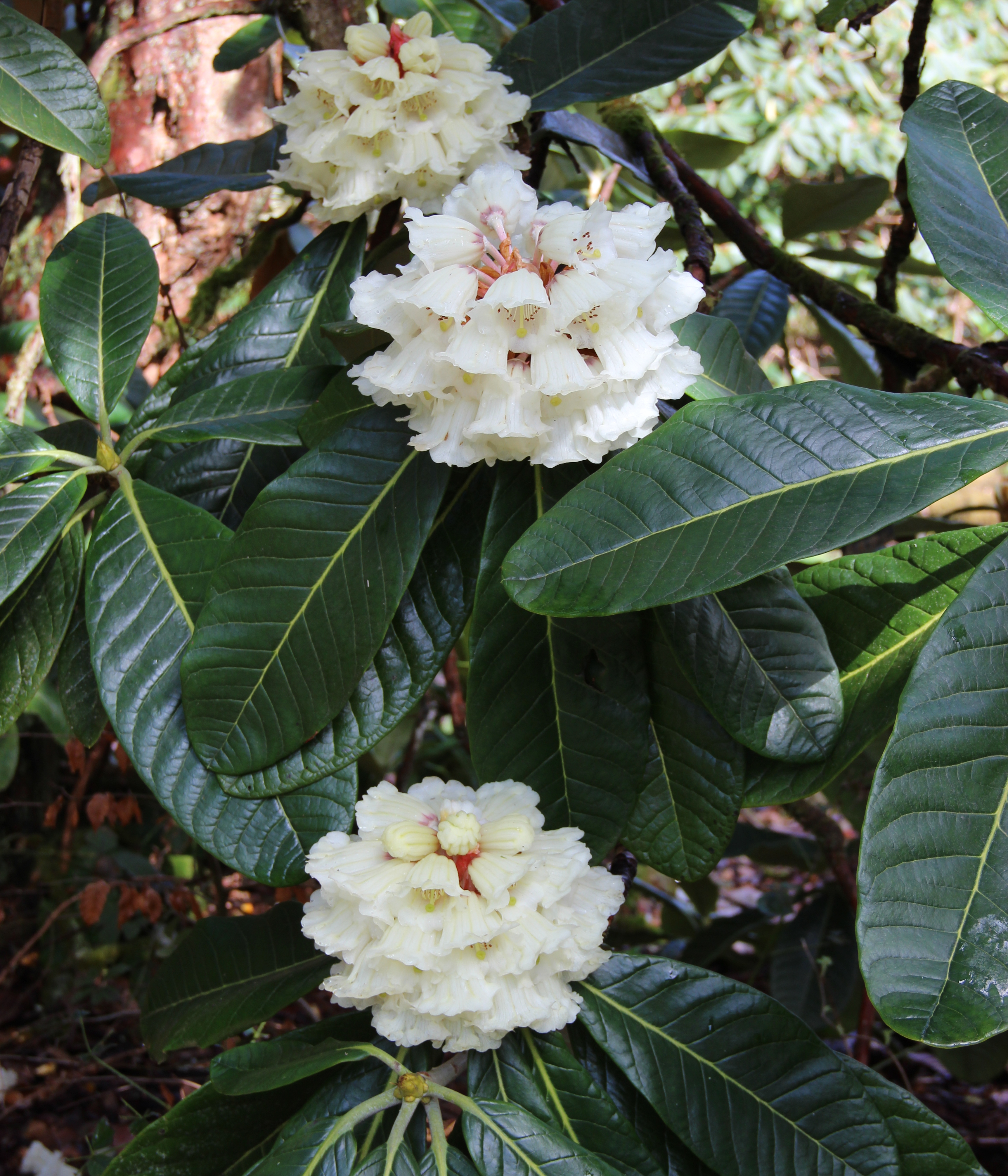 COLLECTION LARGE LEAVED RHODODENDRON SPECIES (9) Rhododendron Special Offers & Collections & gift vouchers