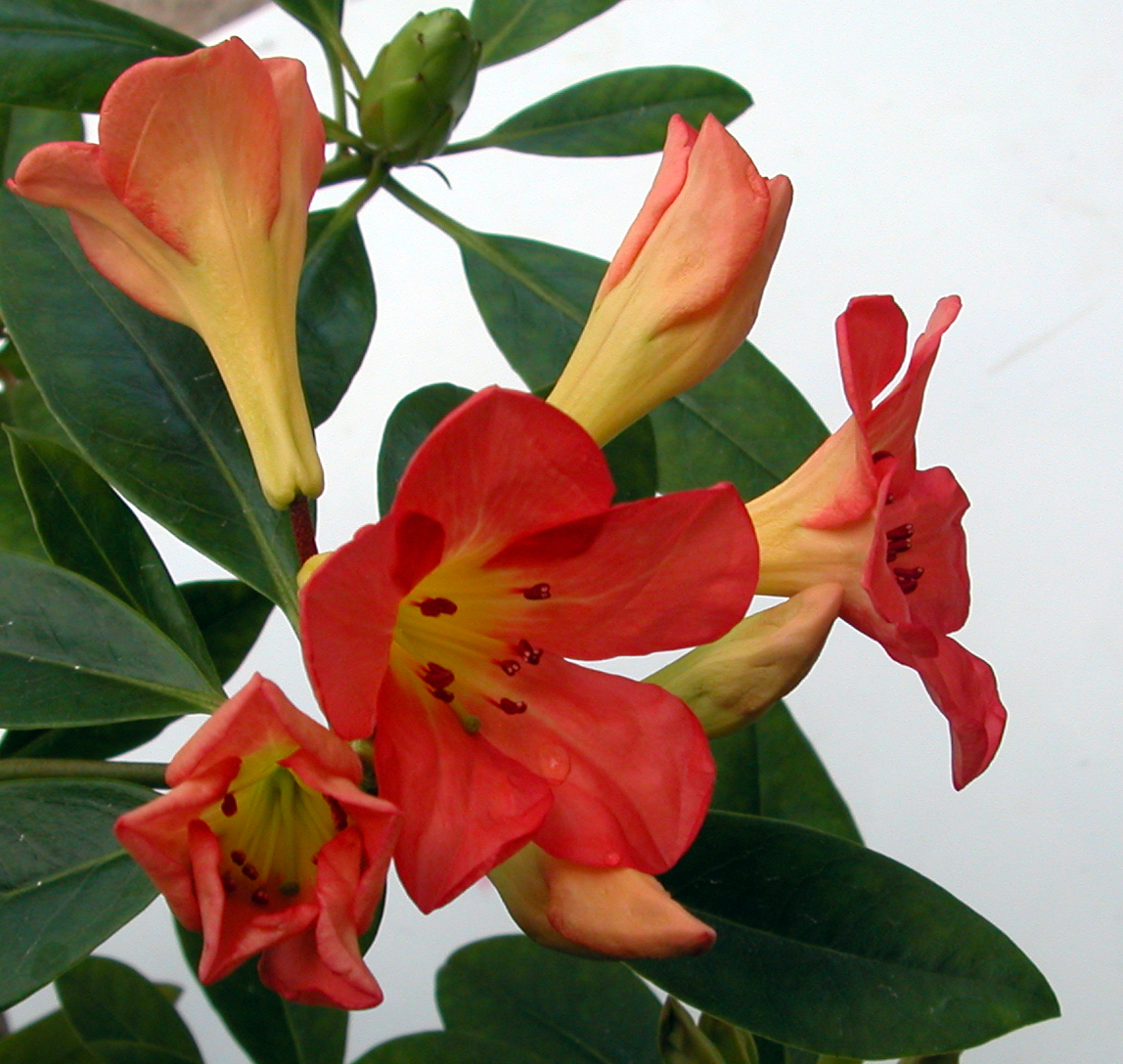 CORAL SEAS VIREYA RHODODENDRONS FOR INDOORS Vireya Rhododendrons for indoors