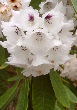 CORIACEUM 0 Larger Species Rhododendrons