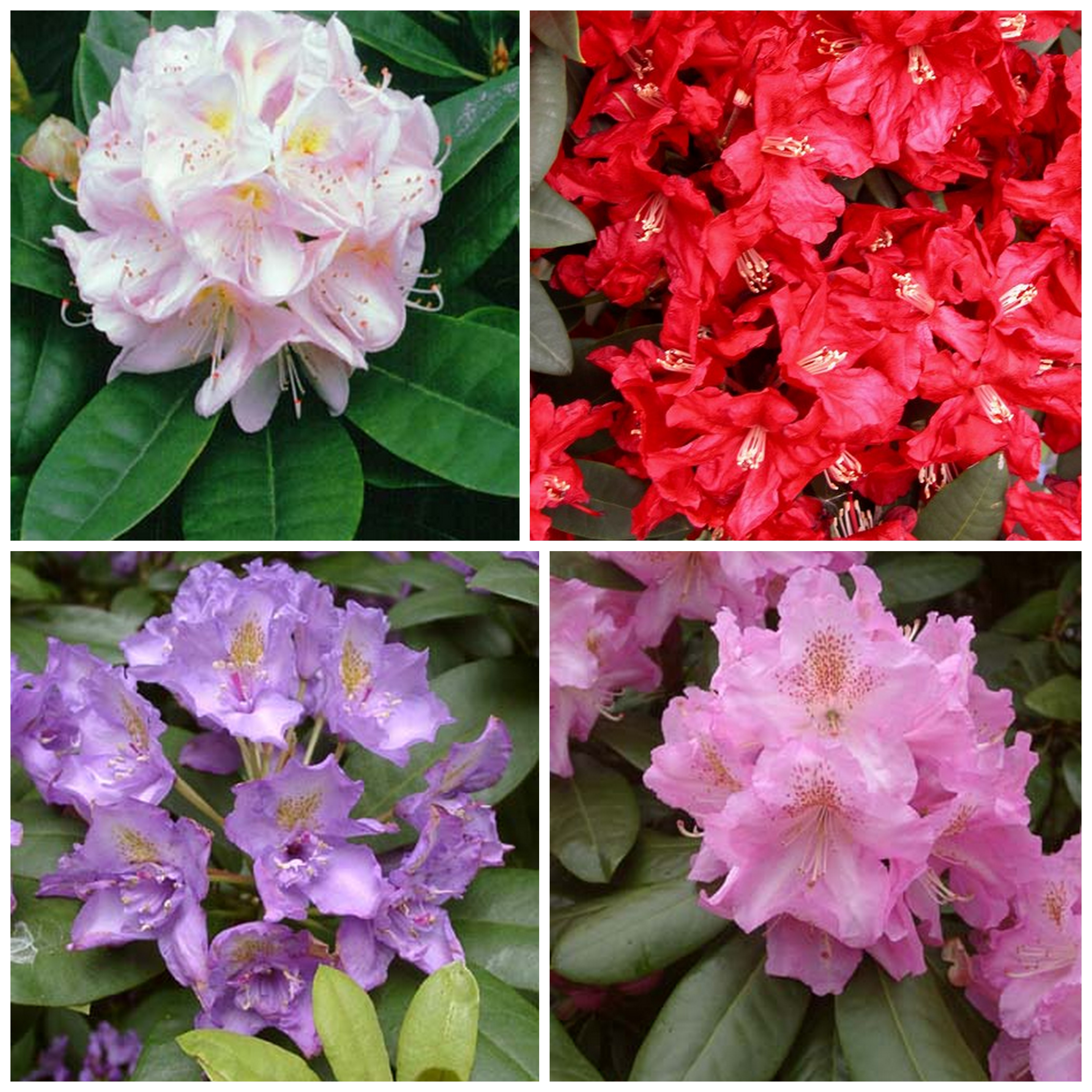 RHODODENDRON GLENDOICK LARGER HYBRIDS COLLECTION (5) Rhododendron Special Offers & Collections & gift vouchers