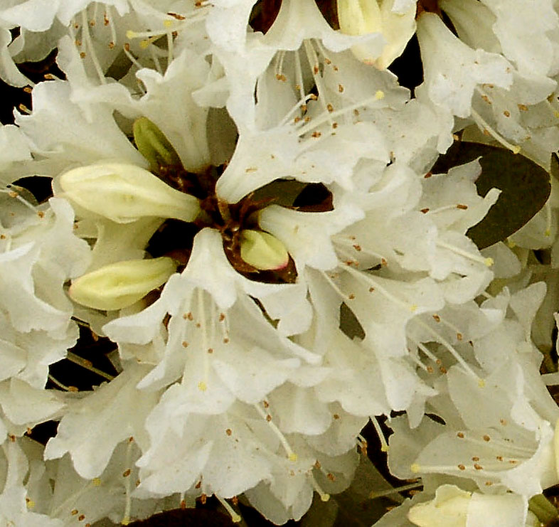 CRANE Rhododendron Rhododendron Dwarf Species and Hybrids