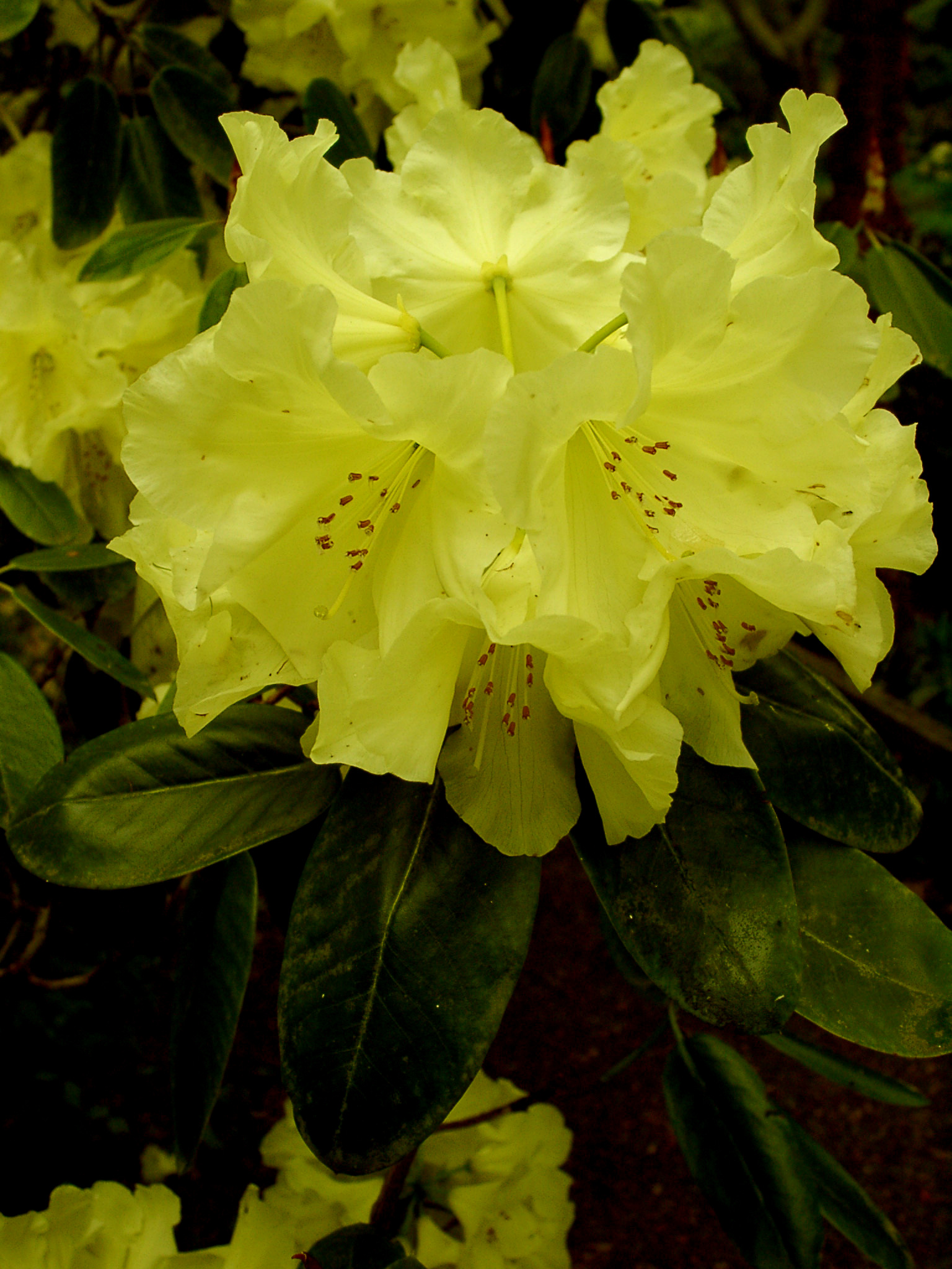 CREST Rhododendron Rhododendron Larger Hybrids