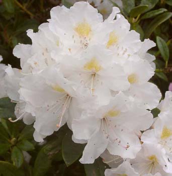CUNNINGHAMS WHITE (Own) Rhododendron Rhododendron Larger Hybrids