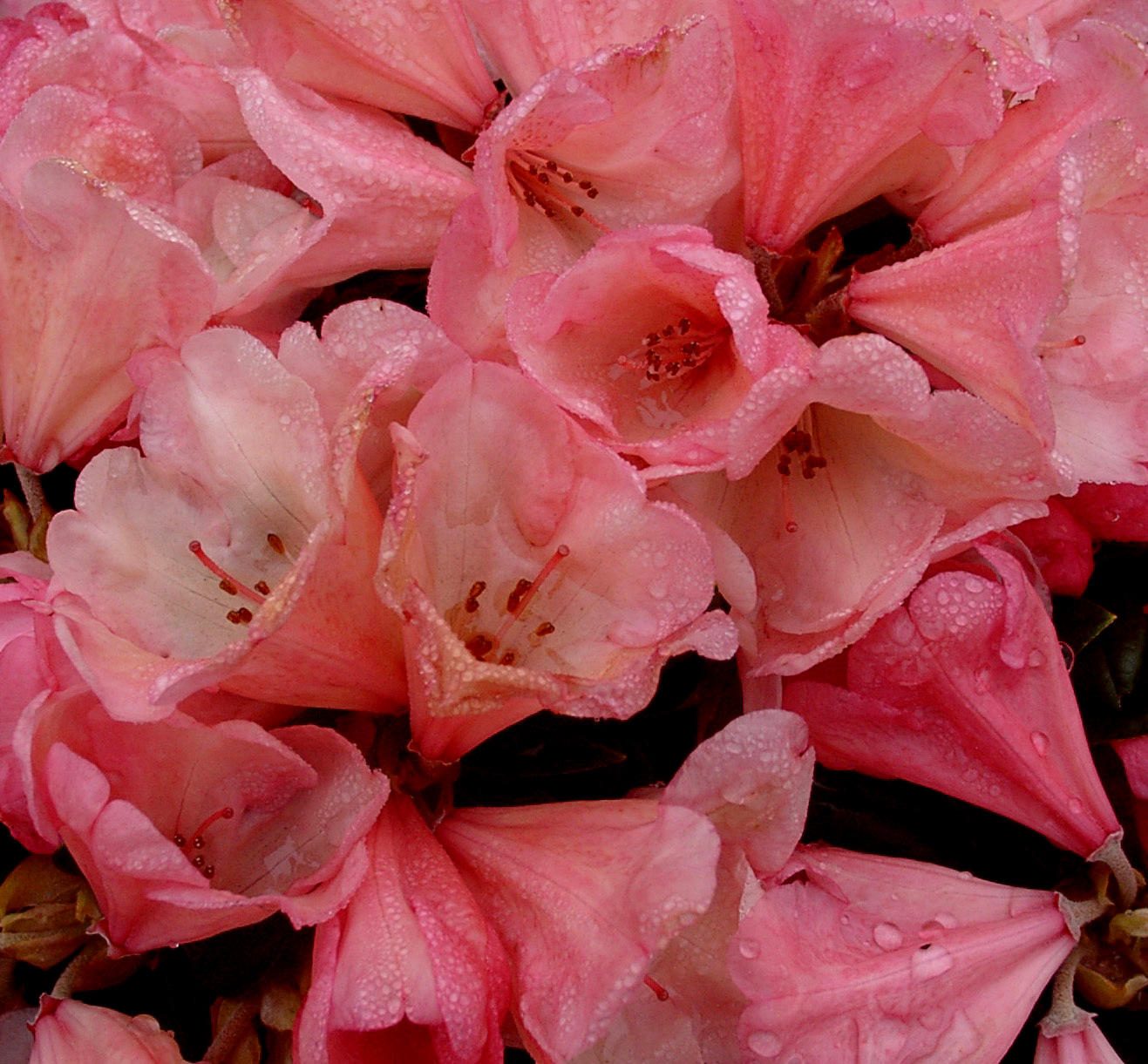 CUPCAKE (Yak) Rhododendron Rhododendron medium growing hybrids