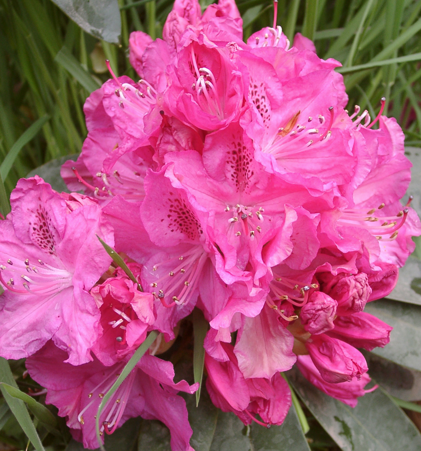 CYNTHIA Rhododendron Rhododendron Larger Hybrids