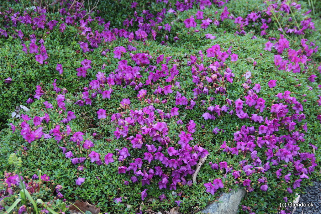 CALOSTROTUM SSP.  KELETICUM RADICANS Rhododendron Rhododendron Dwarf Species and Hybrids