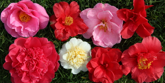 COLLECTION CAMELLIA 6 plants Collections Special Offers & Collections & gift vouchers