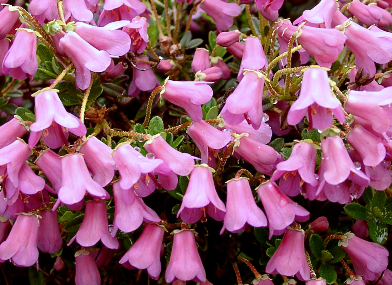 CAMPYLOGYNUM MYRTILLOIDES