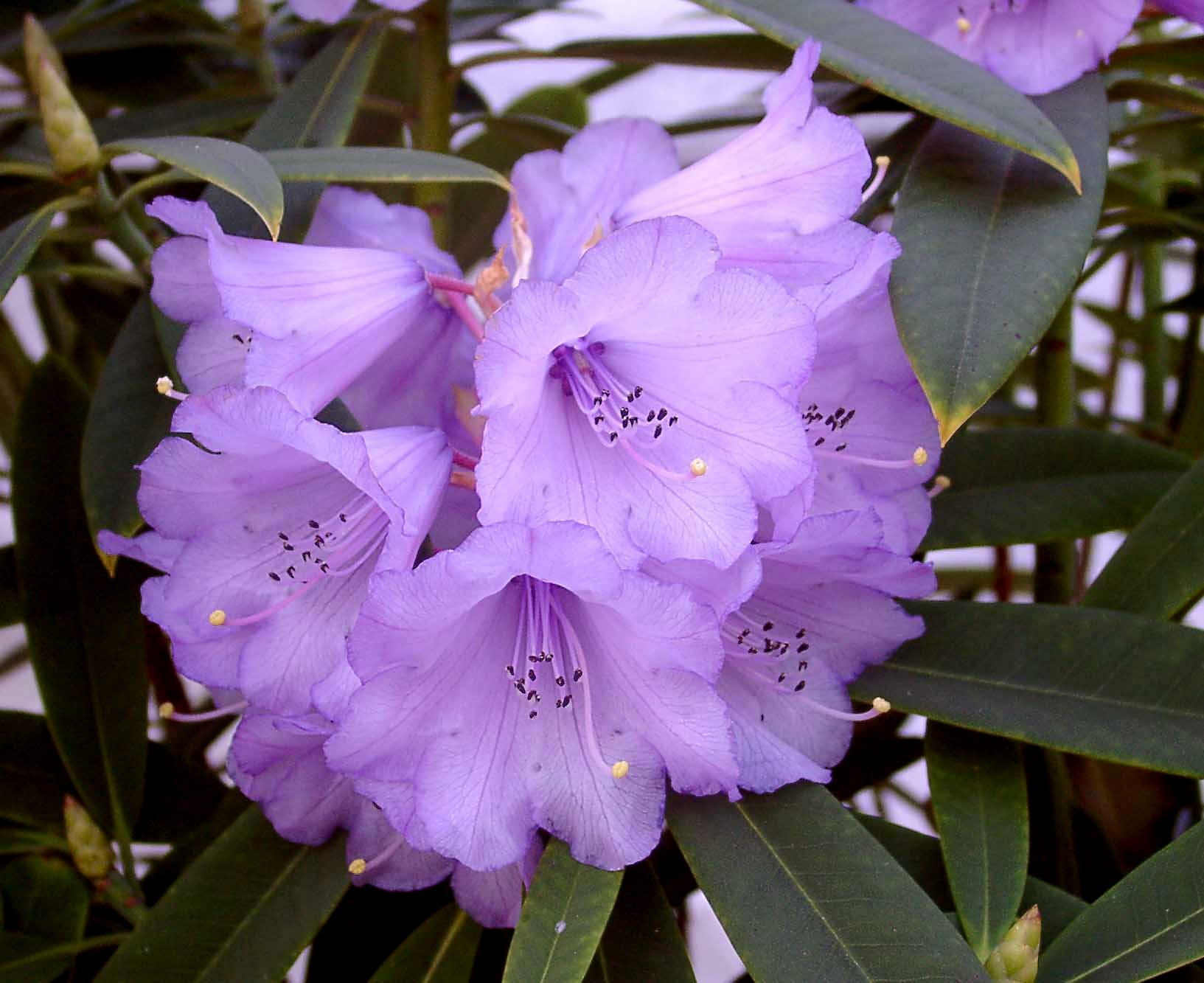 DAVIDII Rhododendron Larger Species Rhododendrons