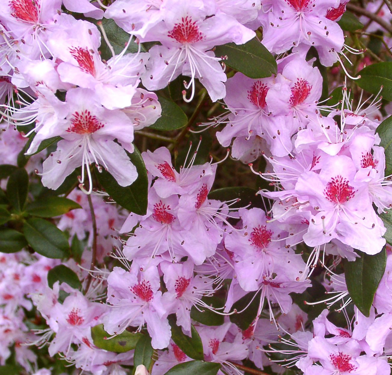 DAVIDSONIANUM CAERHAYS BLOTCHED form. Rhododendron Rhododendron Triflora Cinnabarina