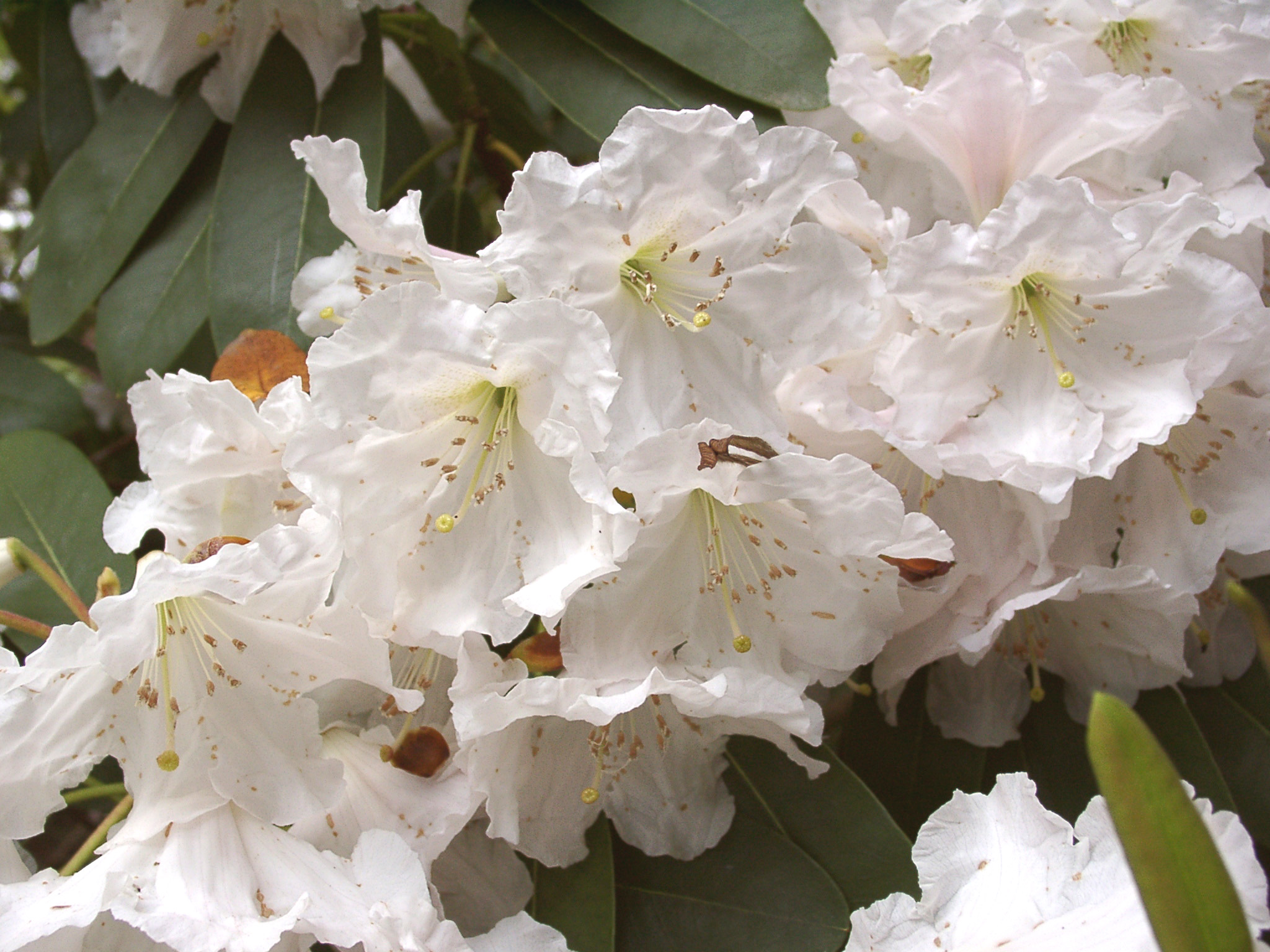 DECORUM CORDATUM 3. Elepidote Species Larger Species Rhododendrons