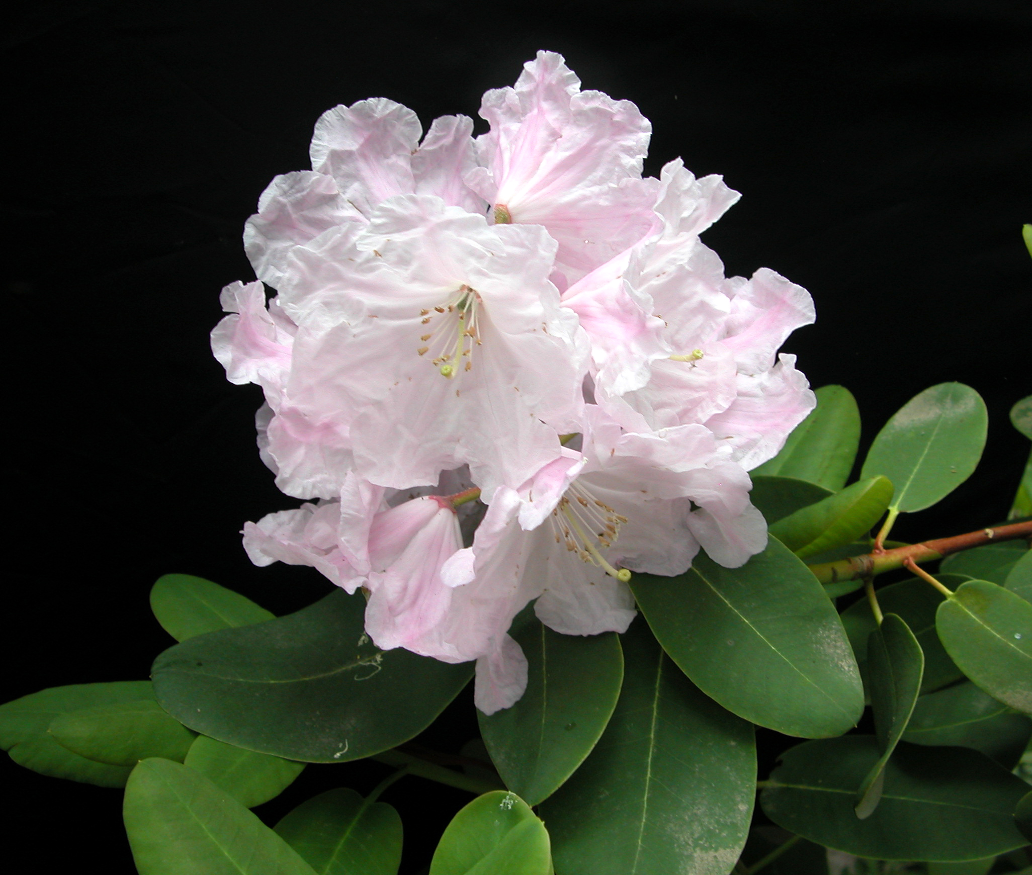 DECORUM ssp CORDATUM (CW) Rhododendron Larger Species Rhododendrons