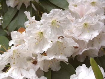 DECORUM CW Rhododendron Larger Species Rhododendrons