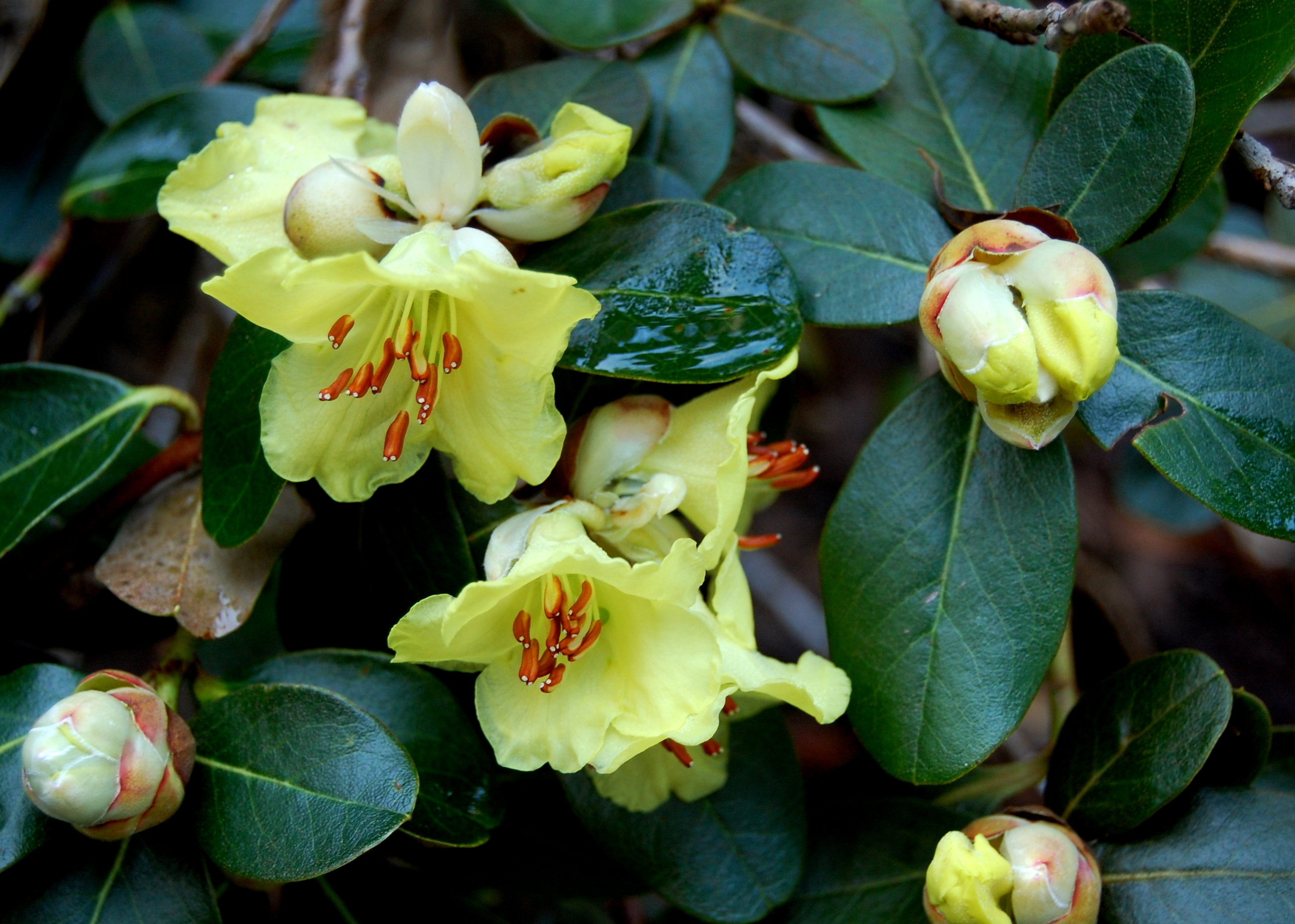 DEKATANUM Rhododendron Maddenia and Related Rhododendrons