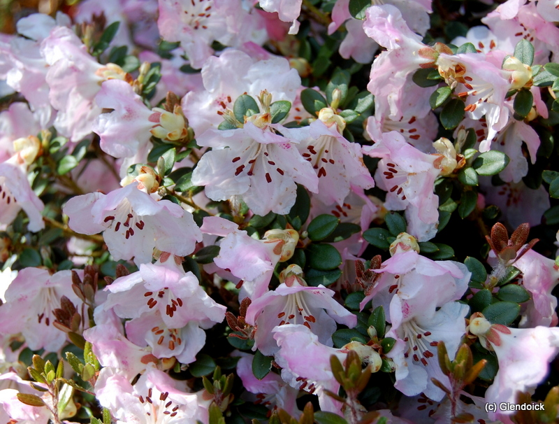 JOHNSTONEANUM x DENDROCHARIS Rhododendron Maddenia and Related Rhododendrons