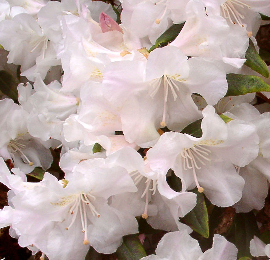 DORA AMATEIS Rhododendron Rhododendron Dwarf Species and Hybrids