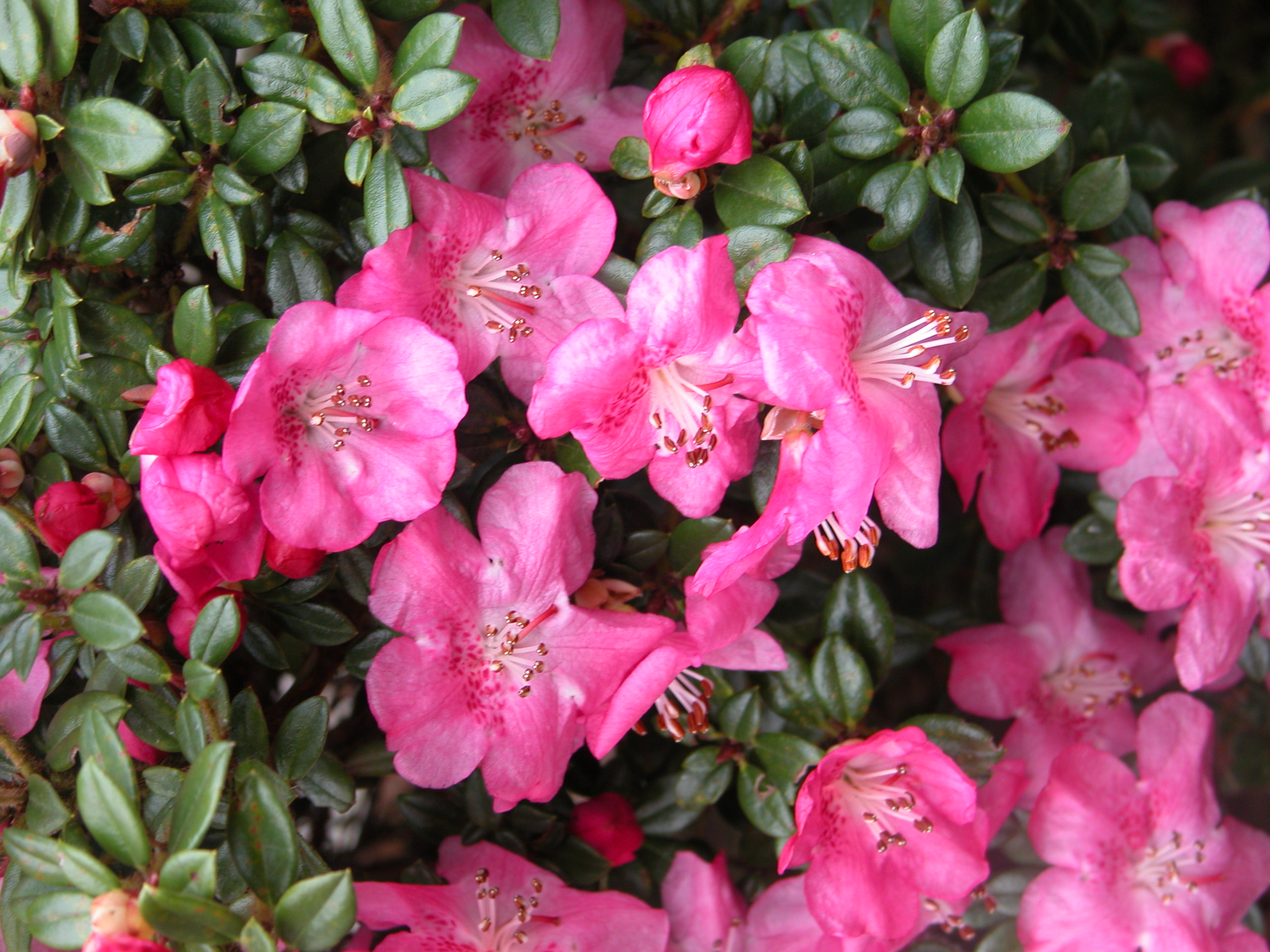 DENDROCHARIS GLENDOICK? GEM [GLE 002] CCH 3195 Rhododendron Rhododendron Dwarf Species and Hybrids