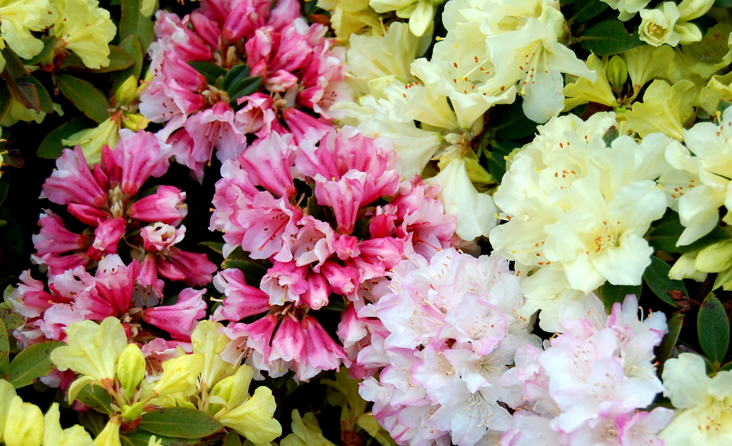COLLECTION DWARF RHODODENDRON (30: 2 OF 15 VARIETIES) Collections Special Offers & Collections & gift vouchers